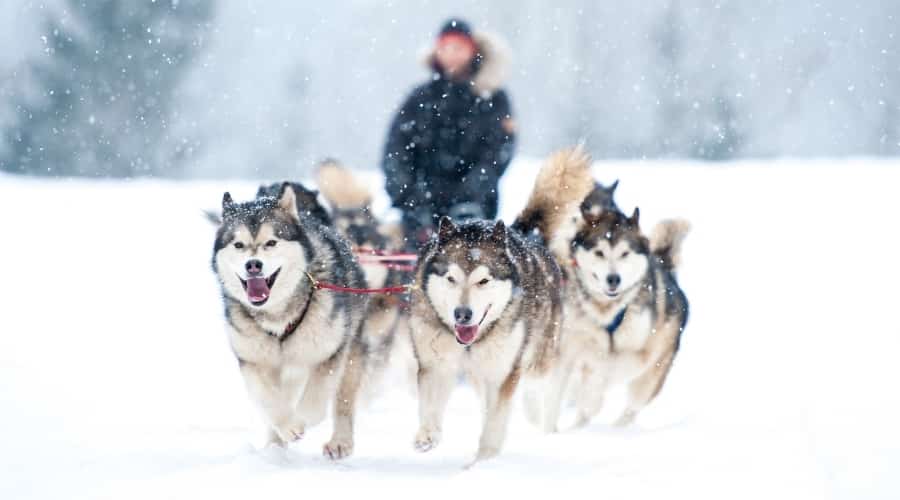 Pack of Dogs Pulling a Sled