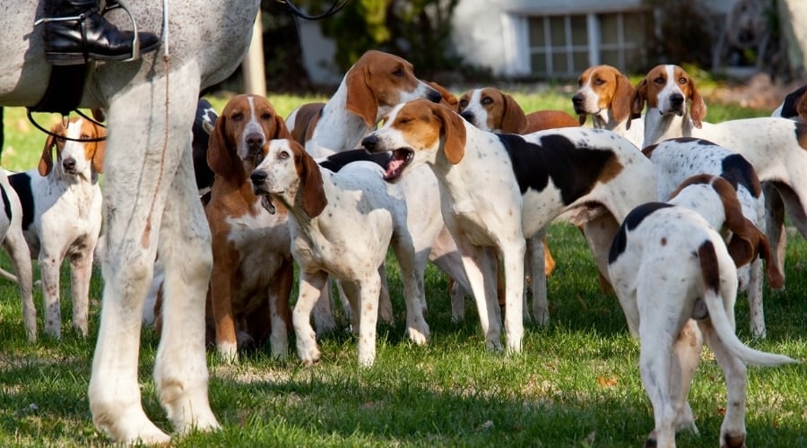 Pack of Hunting Dogs With a Horse