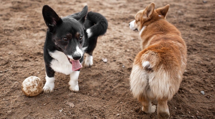 Pair of Corgis