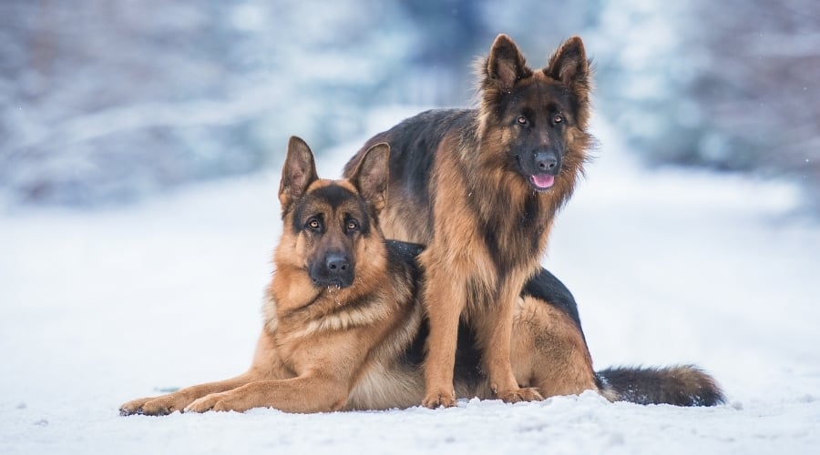 Pair of Tan and Black Dogs in Snow