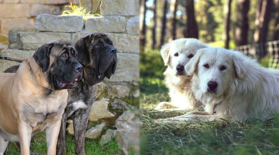 Pairs of Huge Dogs