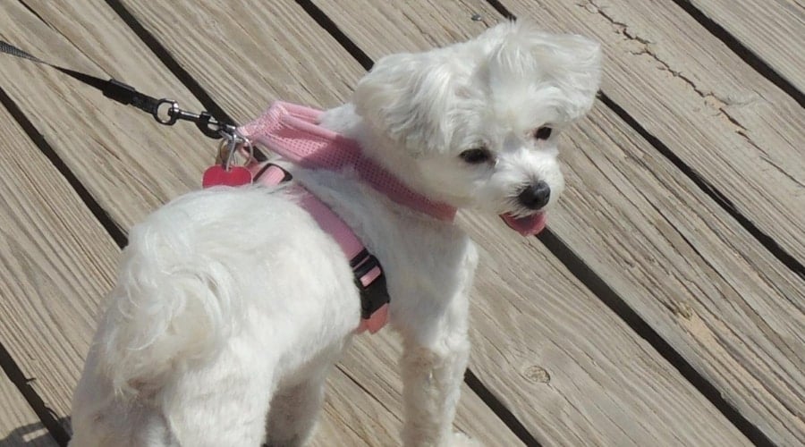 Papichon