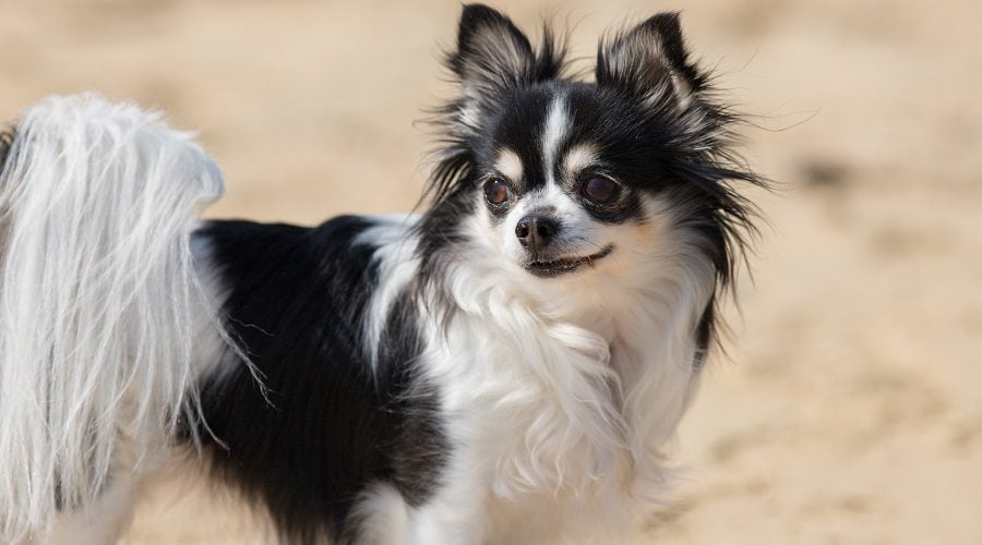 Papillion Chihuahua Mix