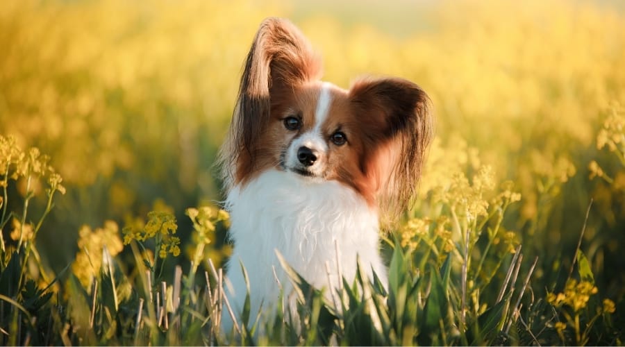 Papillon in a field