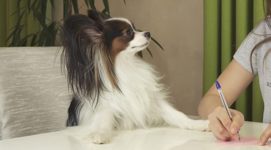 Papillon at table.