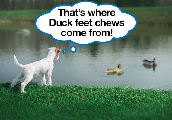 Parson Russel Terrier learning where duck feet dog chews come from