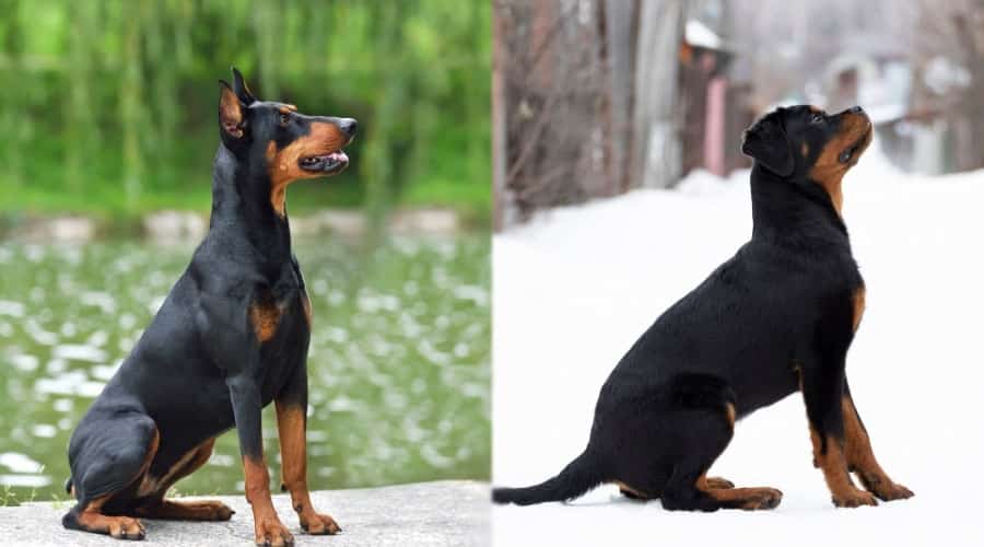 Patiently Sitting Dogs