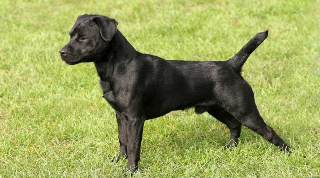 Patterdale Terrier in a garden.