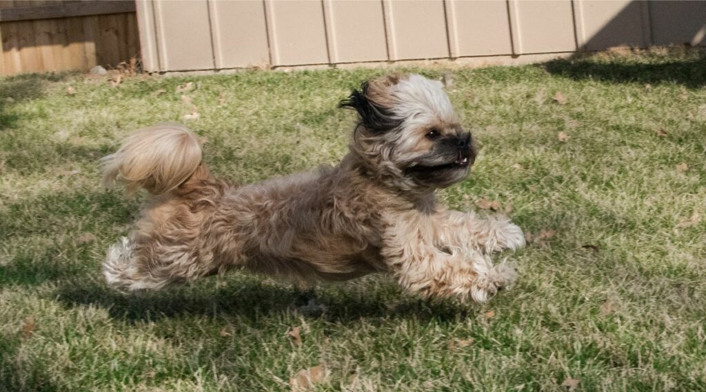 Peekapoo running in a yard