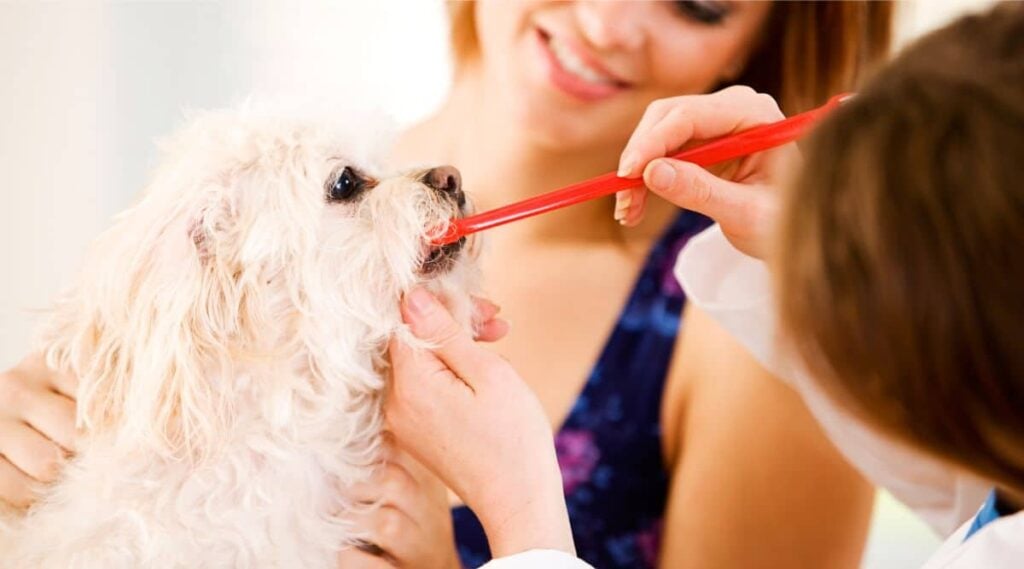Peekapoo getting teeth brushed at the vet