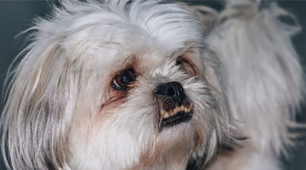 Peekapoo Breed with sad face and looks sick