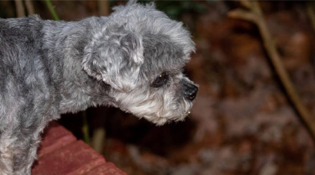 Peekapoo rescue in grey coat looking sad