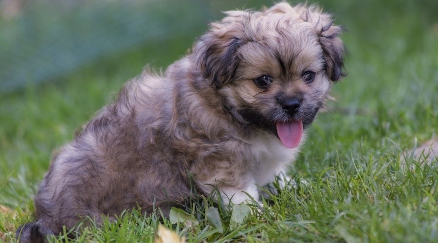 Peke-a-tese
