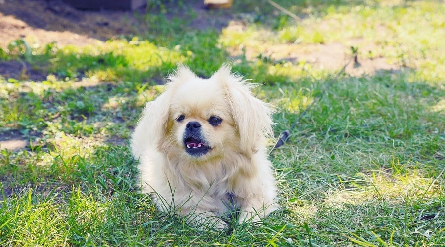 Peki Tzu