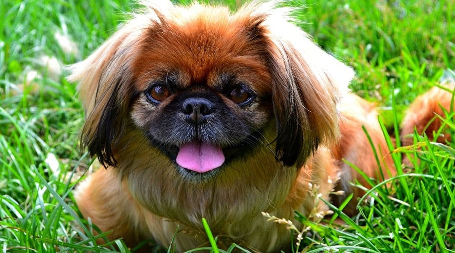 Pekingese