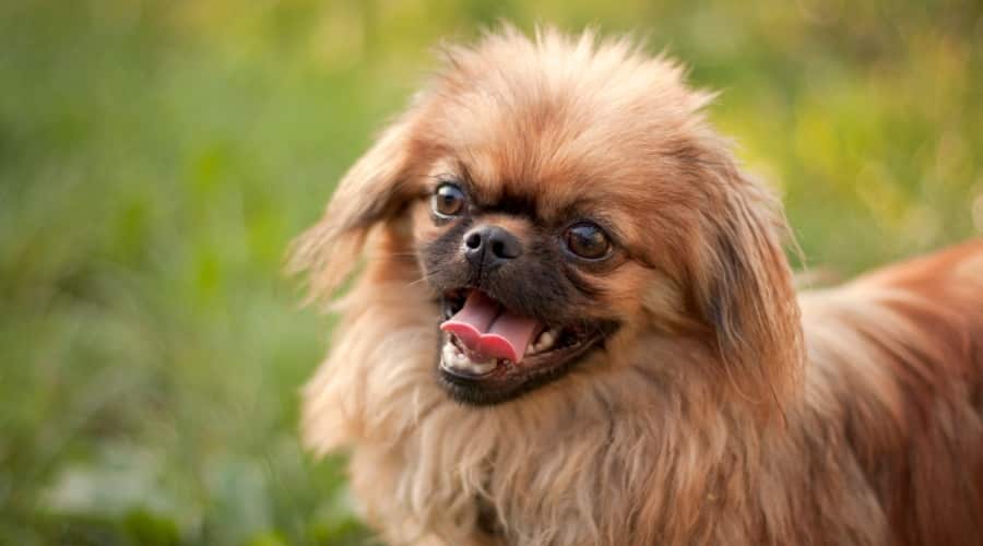 Pekingese face up close