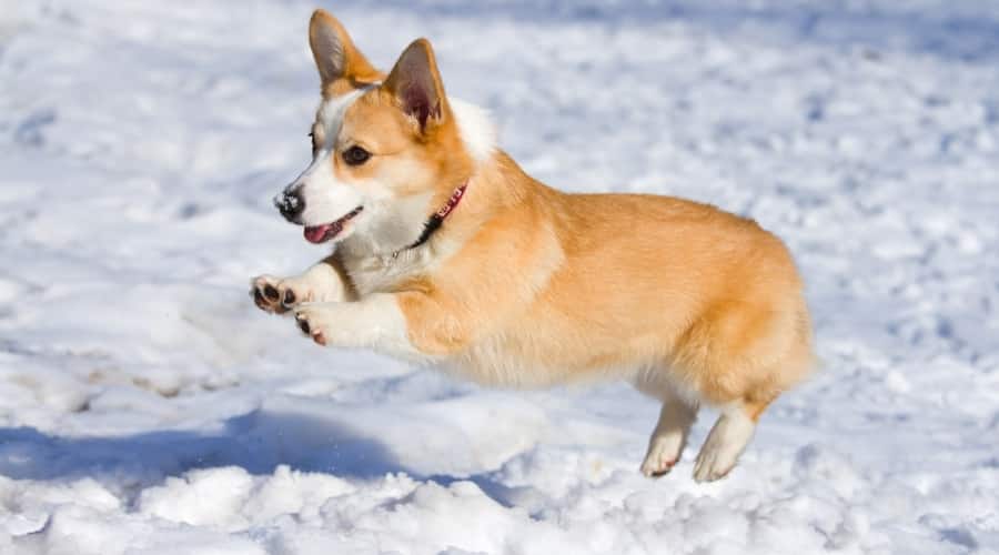 Pembroke Corgi in Snow