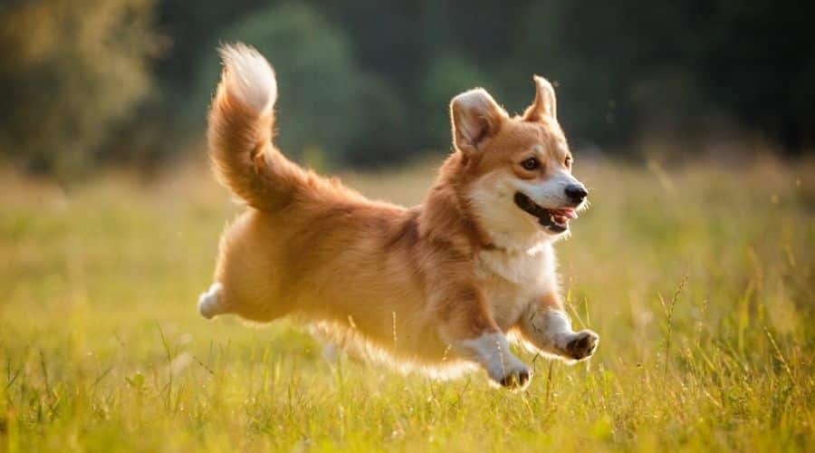 Pembroke Welsh running in field