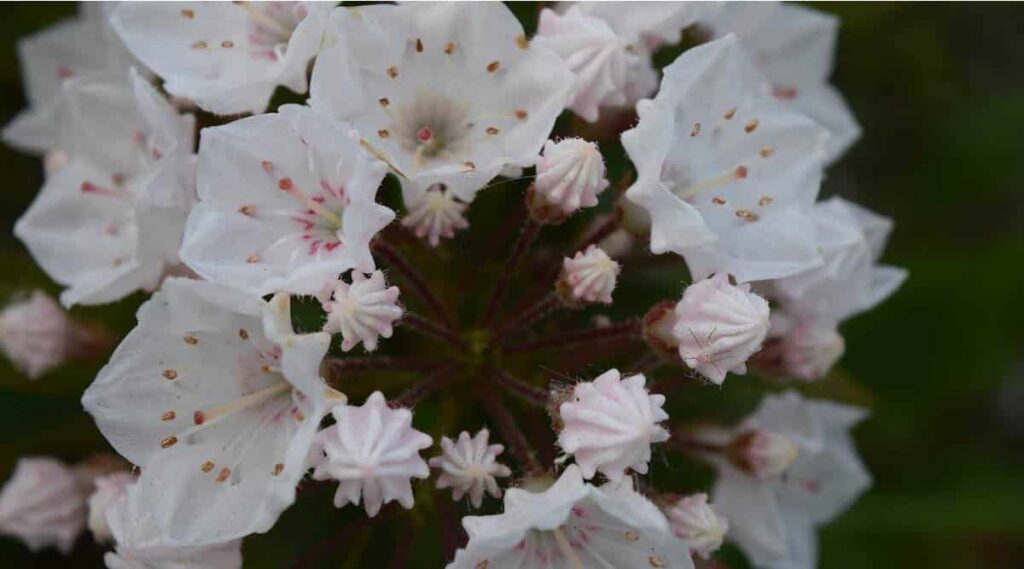 Mountain Laurel