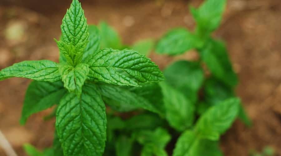 Peppermint Plant