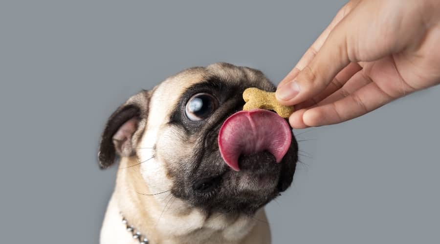 Person Giving Pug a Treat