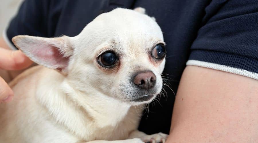 Person Holding Cream Chihuahua