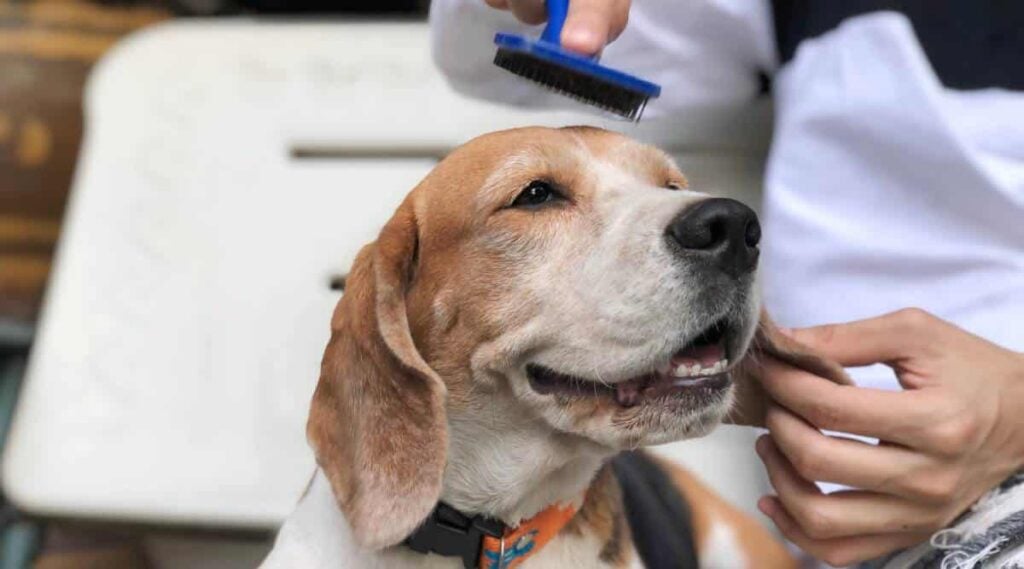 Person brushing a older Beagle's ear.