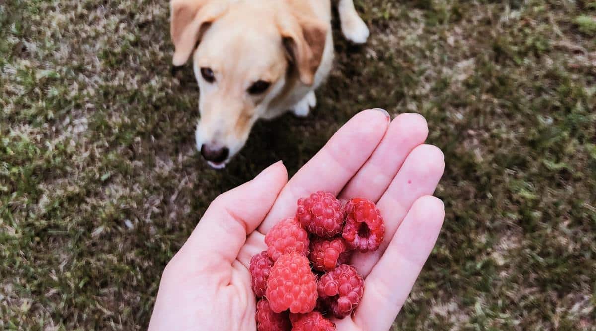 Can Dogs Eat Raspberries? Canine Journal