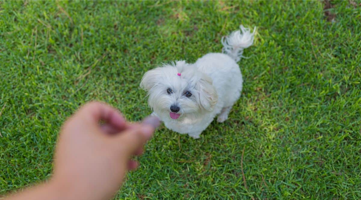 Holding a treat in front of a dog sitting in the grass looking up.