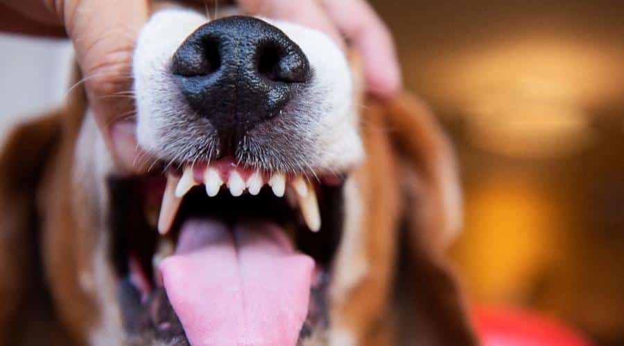 Close up shot of dog nose