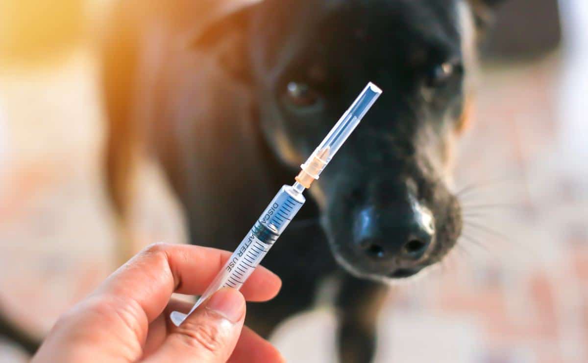 Person holding vaccination shot in front of a black dog's face