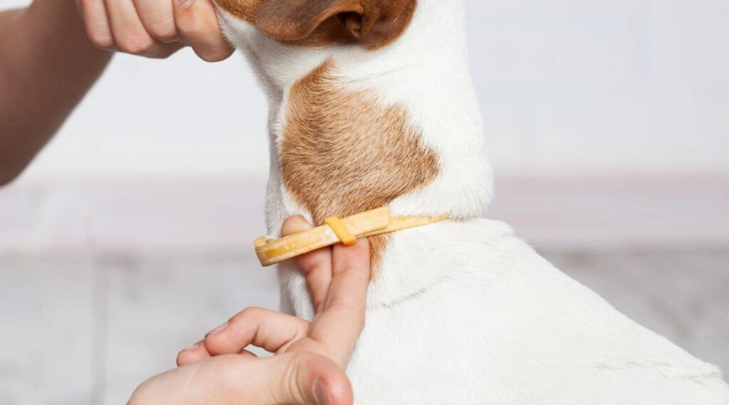 Dog Flea Treatment & Prevention Canine Journal