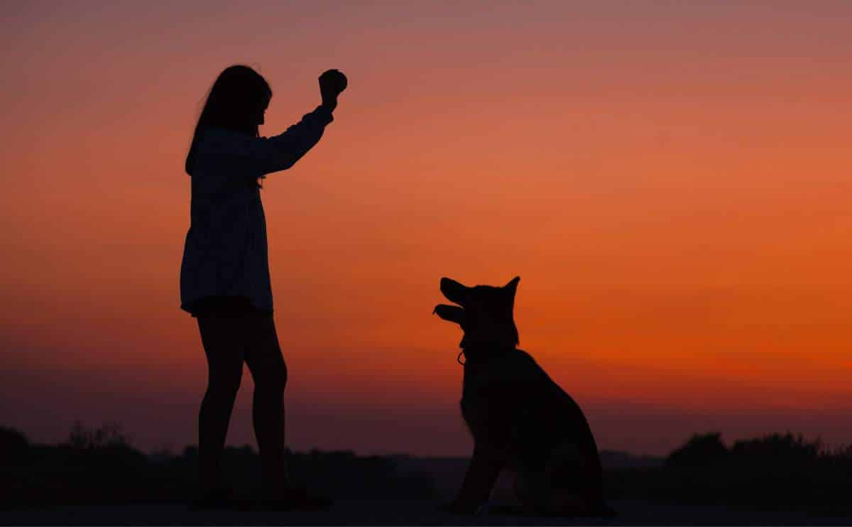 Person teaching a dog commands with a sunset background