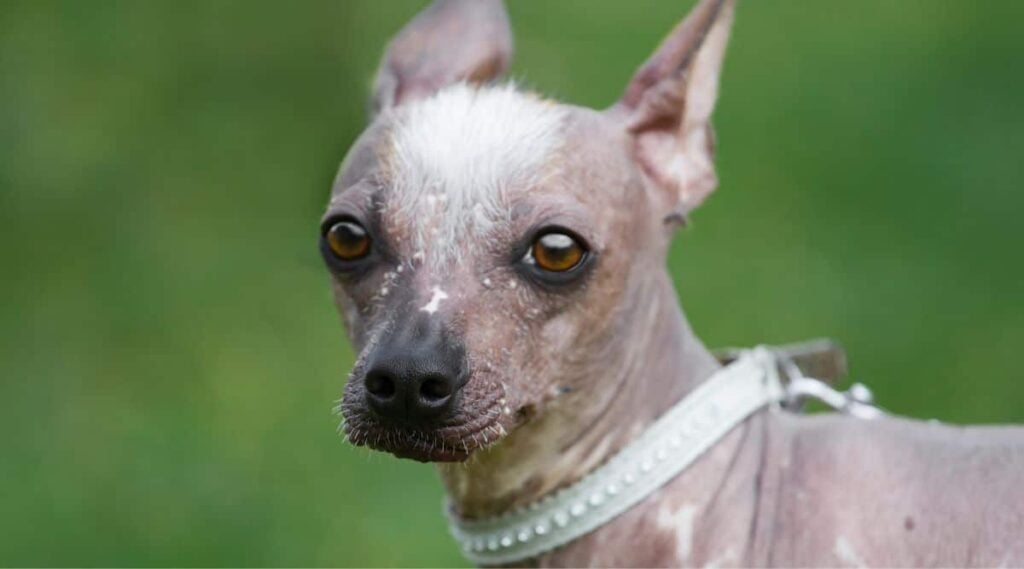 Hairless Khala face close up.