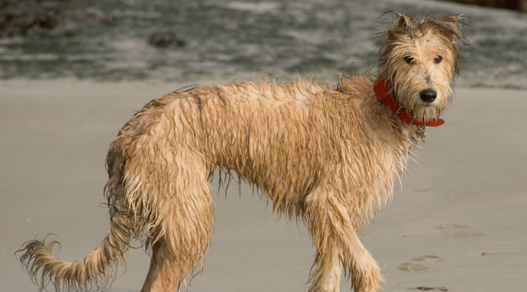 Lurcher wet at the beach.
