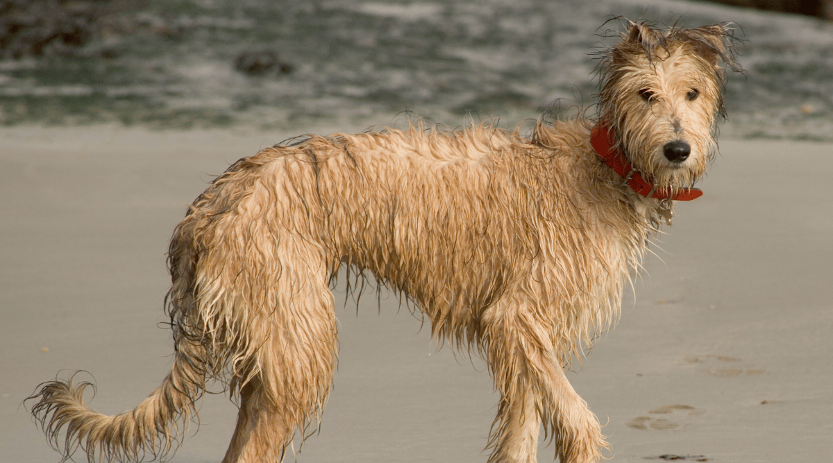 Pet Lurcher puppy dog bitch playing on beach