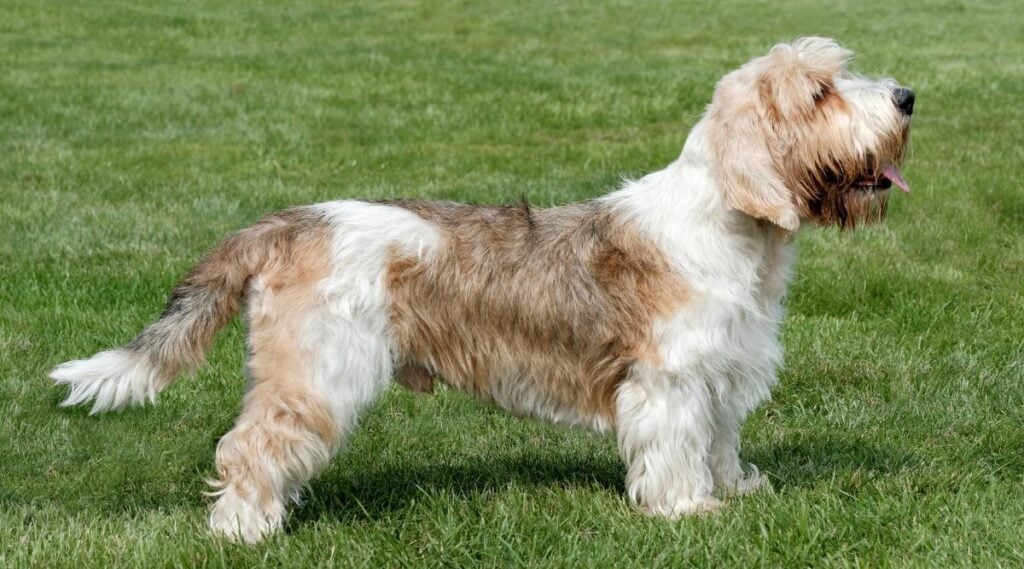 Petit Basset Griffon Vendeen standing in grass