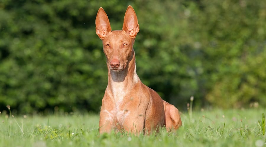 Pharaoh Hound