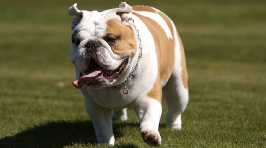 Piebald Dog Outside Running Around