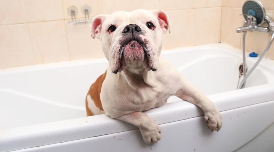 Piebald English Bulldog in Bathtub
