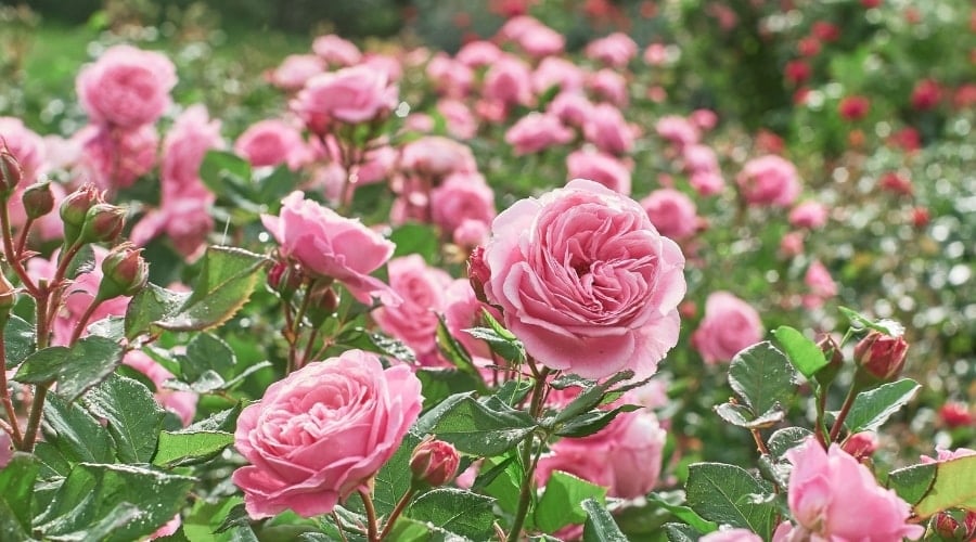 Pink Flowers in a Garden