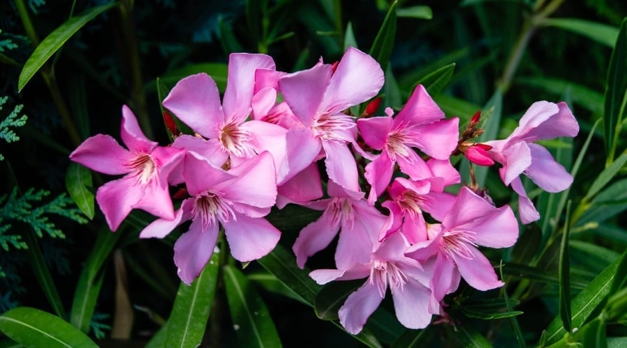 Pink Flowers of Toxic Plant