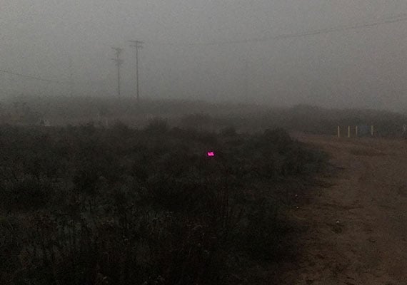 Pink LED dog collar glowing in bushes on misty mountain trail walk