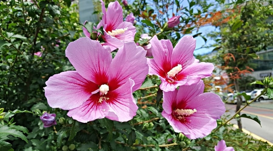 Pink Rose of Sharon Flowers