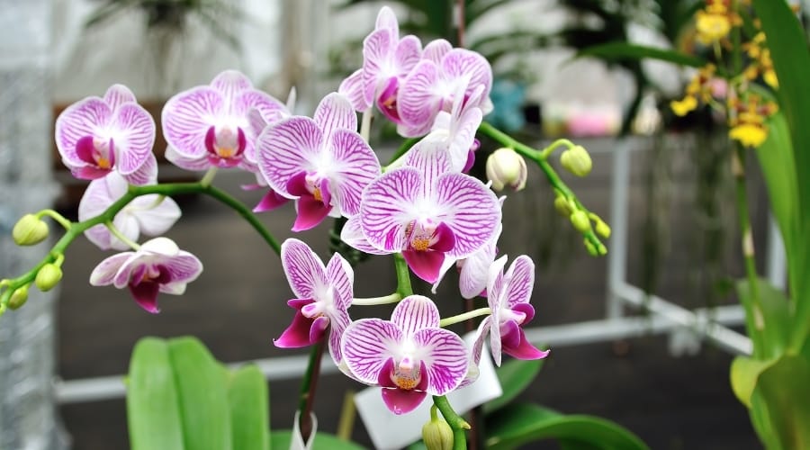 Pink and White Flowers