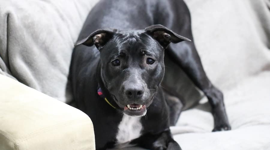 Pippet Mix