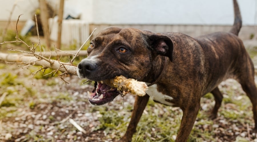 Pit Corso Outside Playing