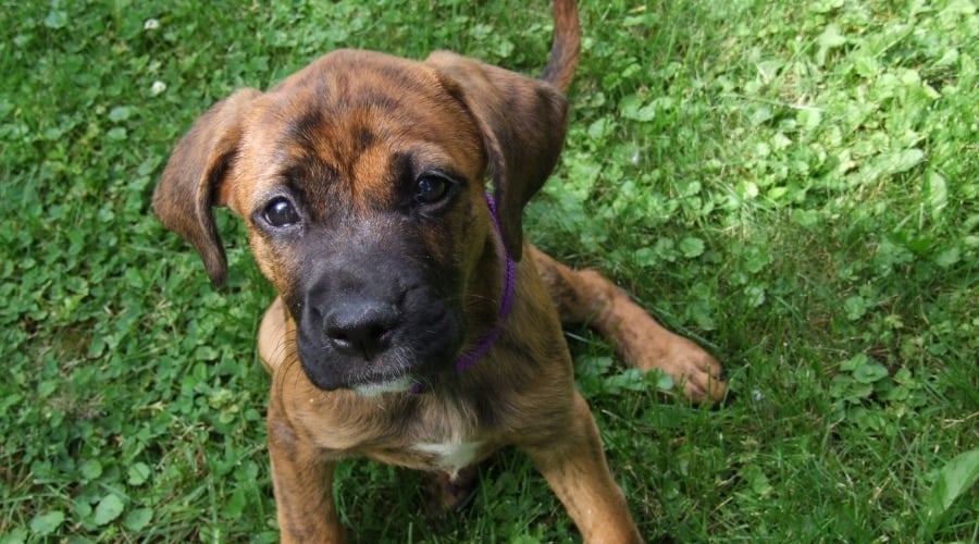 Pit Corso Puppy
