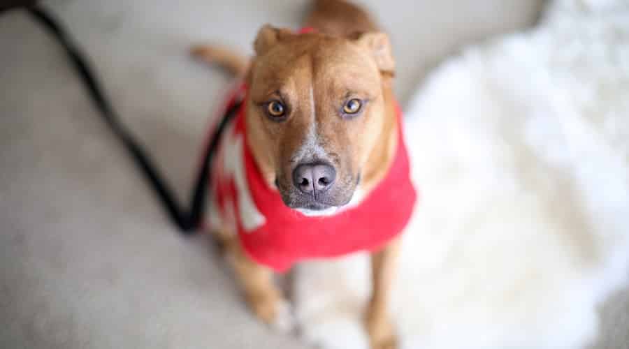 Pit GSD cross looking at camera
