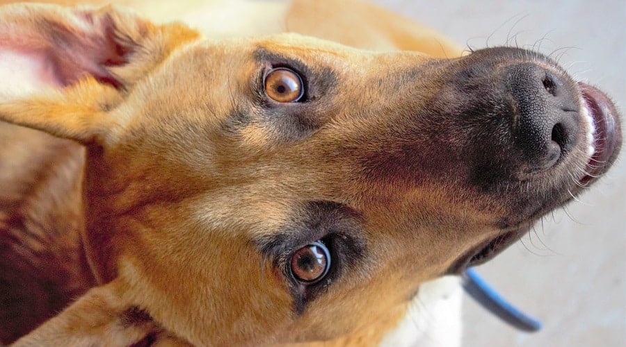 Pit German Shepherd cross staring up